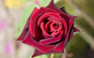 Deep red rose