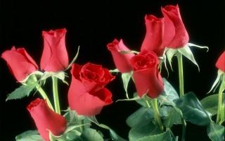 Red roses flowers