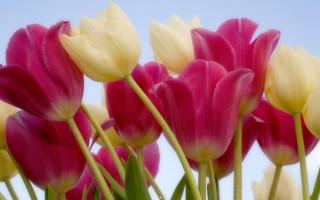 Tulips sky