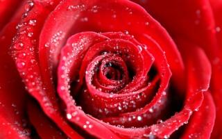 Water drops on red rose