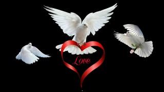 Bird love valentines day special hd wallpaper