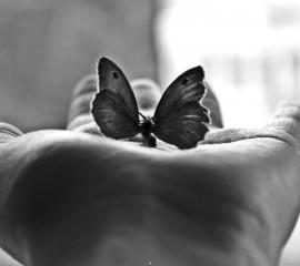 Butterfly hd wallpaper for laptop