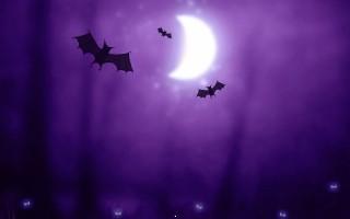 Halloween bats hd wallpaper