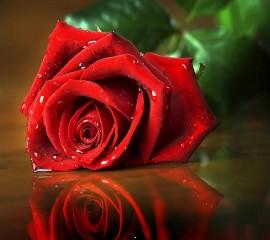 Red rose for valentines day hd wallpaper