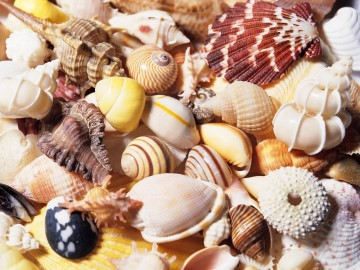 Sea shells hd wallpaper for laptop screen saver