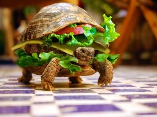 Cheese turtle burger by k23 wallpaper
