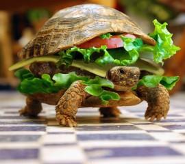 Cheese turtle burger