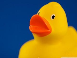 Duck wallpaper