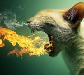 Flaming cat