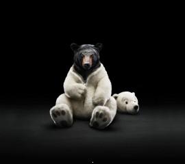 Funny bear