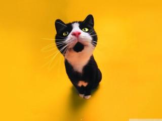 Funny cat wallpaper(2)