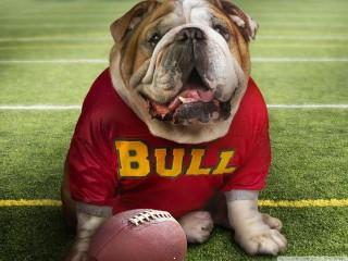 Funny doggy football time wallpaper