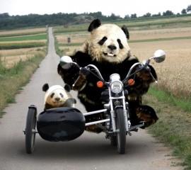 Funny pandas