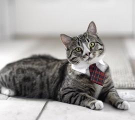 Gatito con corbata