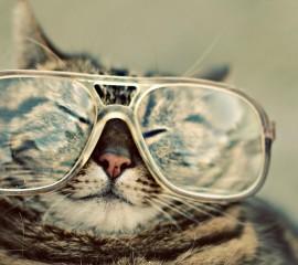 Gatito con lentes