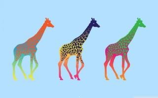 Giraffes wallpaper