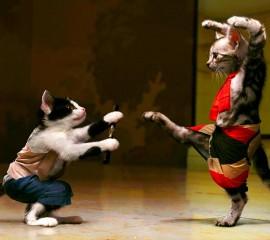 Karate cat