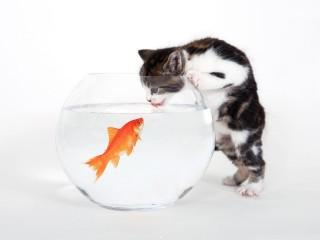 Kitten vs. fish wallpaper