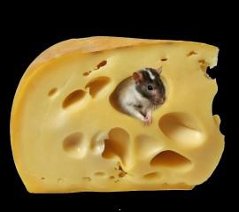 Mouse in cheese