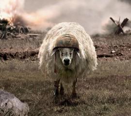 War sheep