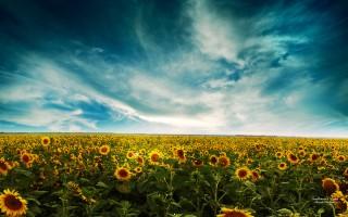 Sunflowers landscape