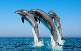 3 beautiful dolphins hd wallpaper
