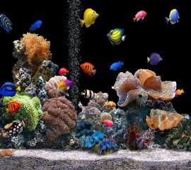 Aquarium hd wallpaper