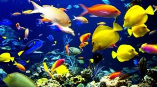 Bright fish hd wallpaper