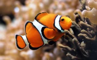 Clown fish hd wallpaper