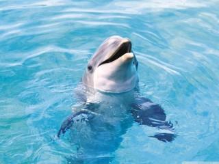 Dolphin hd wallpaper