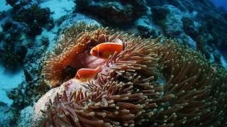 Fish and sea corals