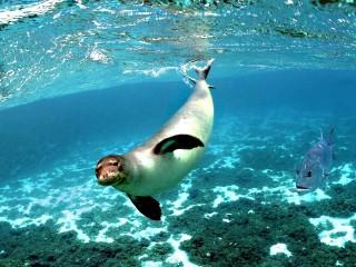 Fur seal