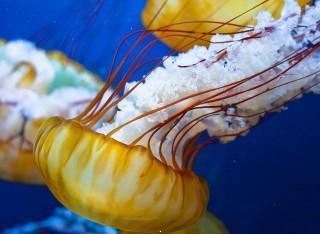 Japanese sea nettle wallpaper