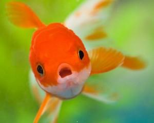 Orange gold fish