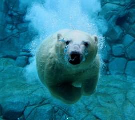 Polar bear