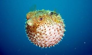 Puffer fish