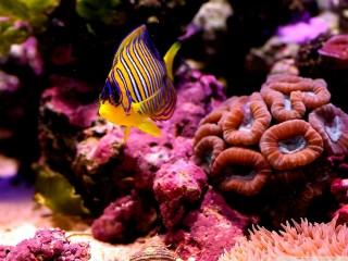 Reef fish wallpaper