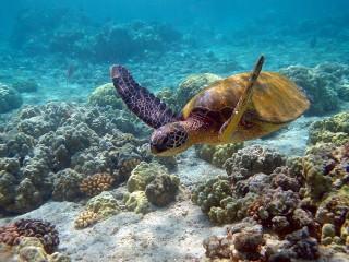 Reef turtle