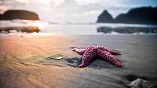 Sea star in water