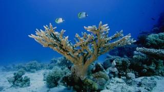 Underwater coral