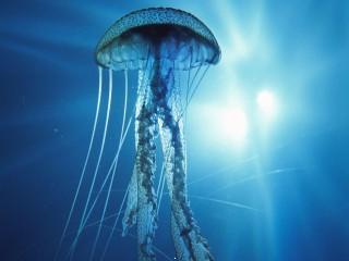 Underwater jellyfish hd wallpapers