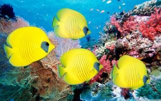 Yellow butterfly fish wallpaper