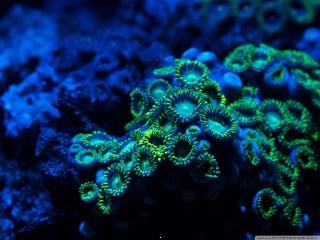 Zoanthids coral wallpaper