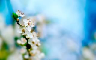 Apple tree bloom