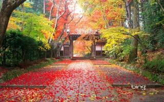 Autumn in japan