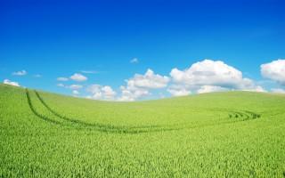 Beautiful green landscape