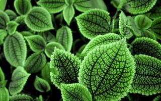 Beautiful green leaves