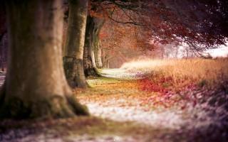 Beech autumn trees