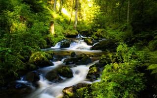 Black forest in germany