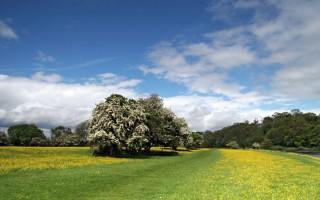 Buttercups riverside